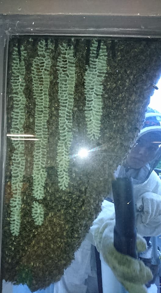Swarm Collecting