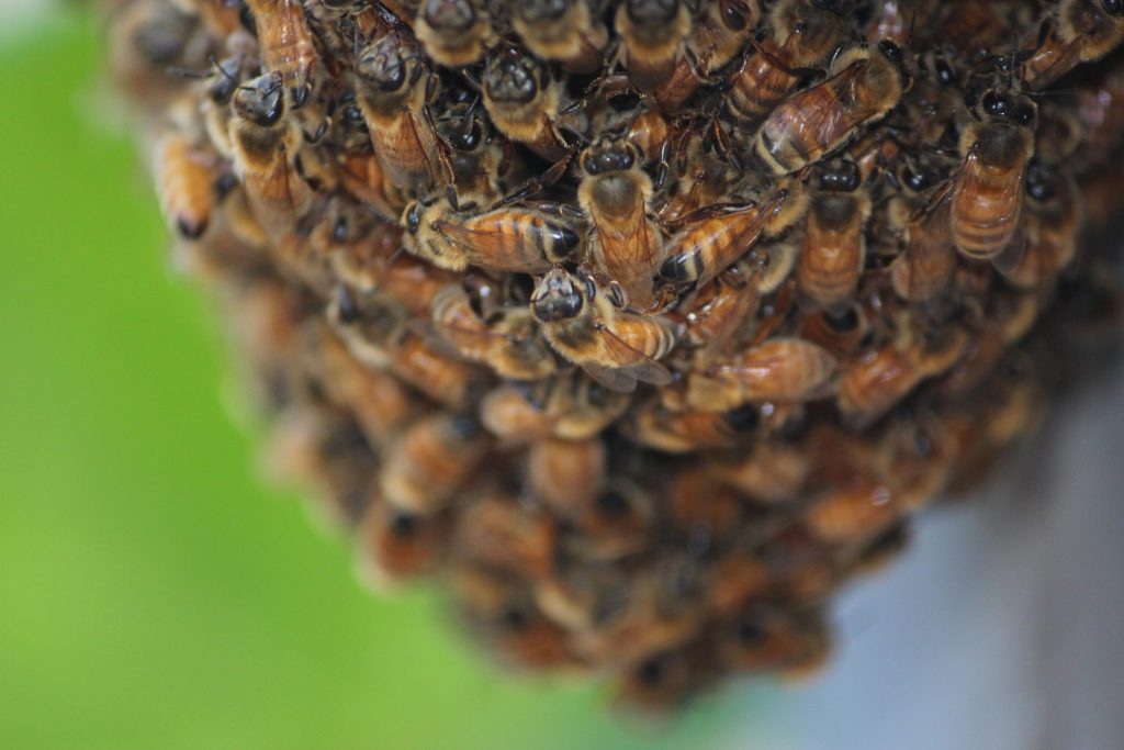 An image of a cluster of bees in spring