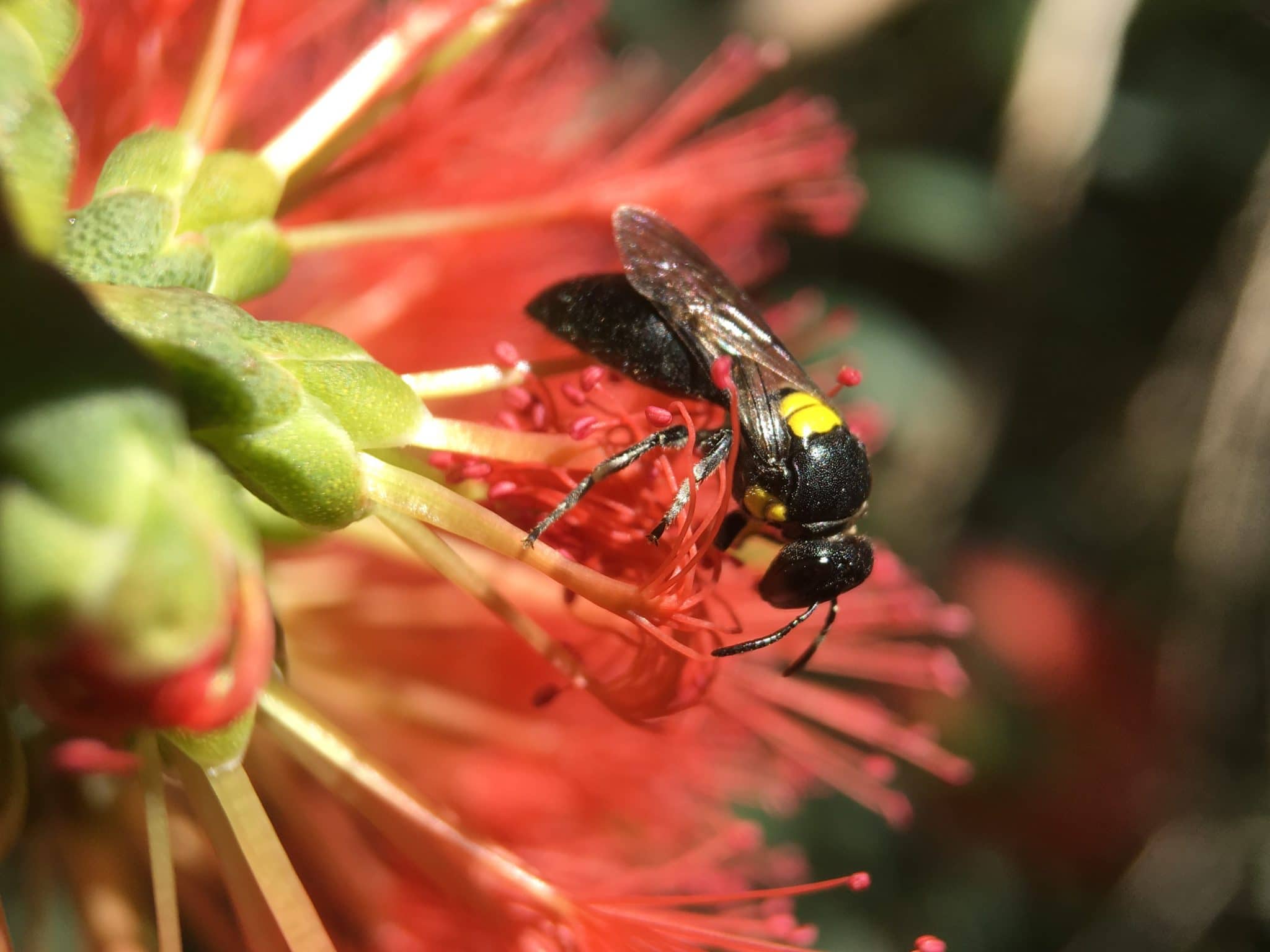 Masked bee (Hylaeus sp.) on Callistemon sp.