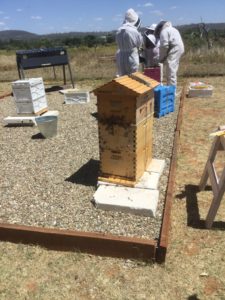 Apiary Requeening