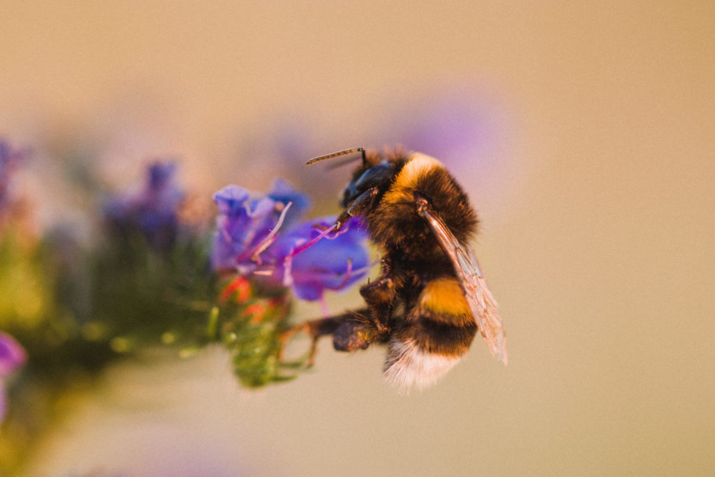 Canva – Selective Focus Photo of Honey Bee Perched on Purple Petaled Flowers