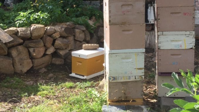 Ohio's backyard beekeeping is a-buzz