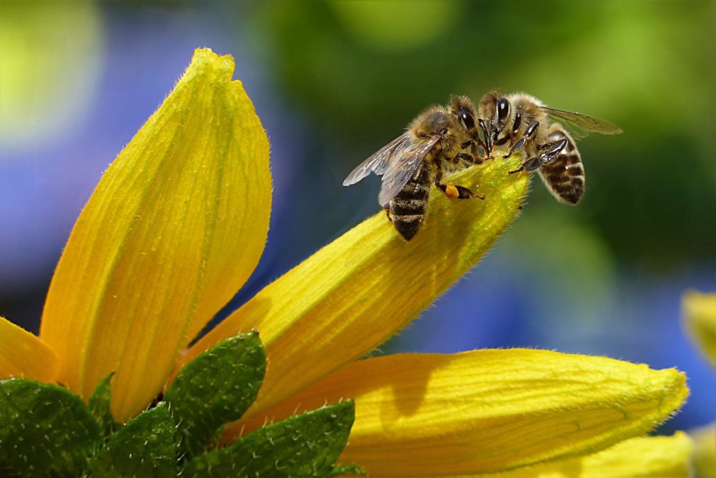 bees-bloom-blur-144252