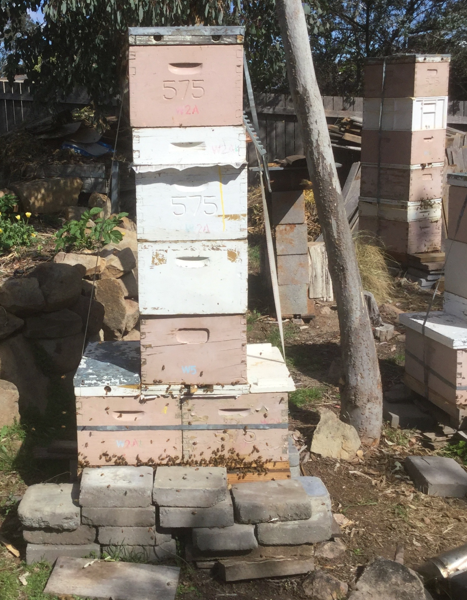 Multile queen hives