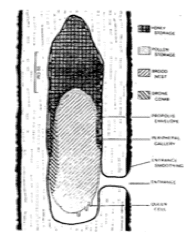 natural beehive construction