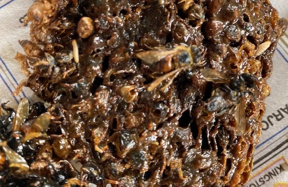 https://actbeekeepers.asn.au/wp-content/uploads/2022/03/IMG_1592-beetle-debris-586x381.jpg