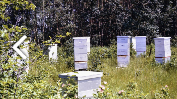 Ohio's backyard beekeeping is a-buzz