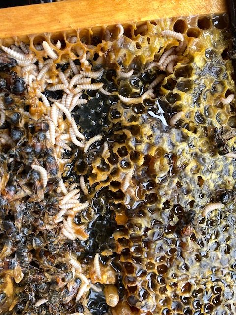 Robinson-hive-beetle-larvae-IMG_1590