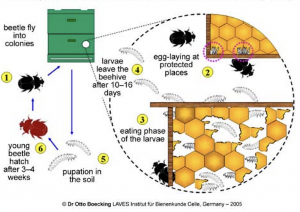 Home Brewed SHB Trap for Flow Base - Pests and Diseases - Flow Forum