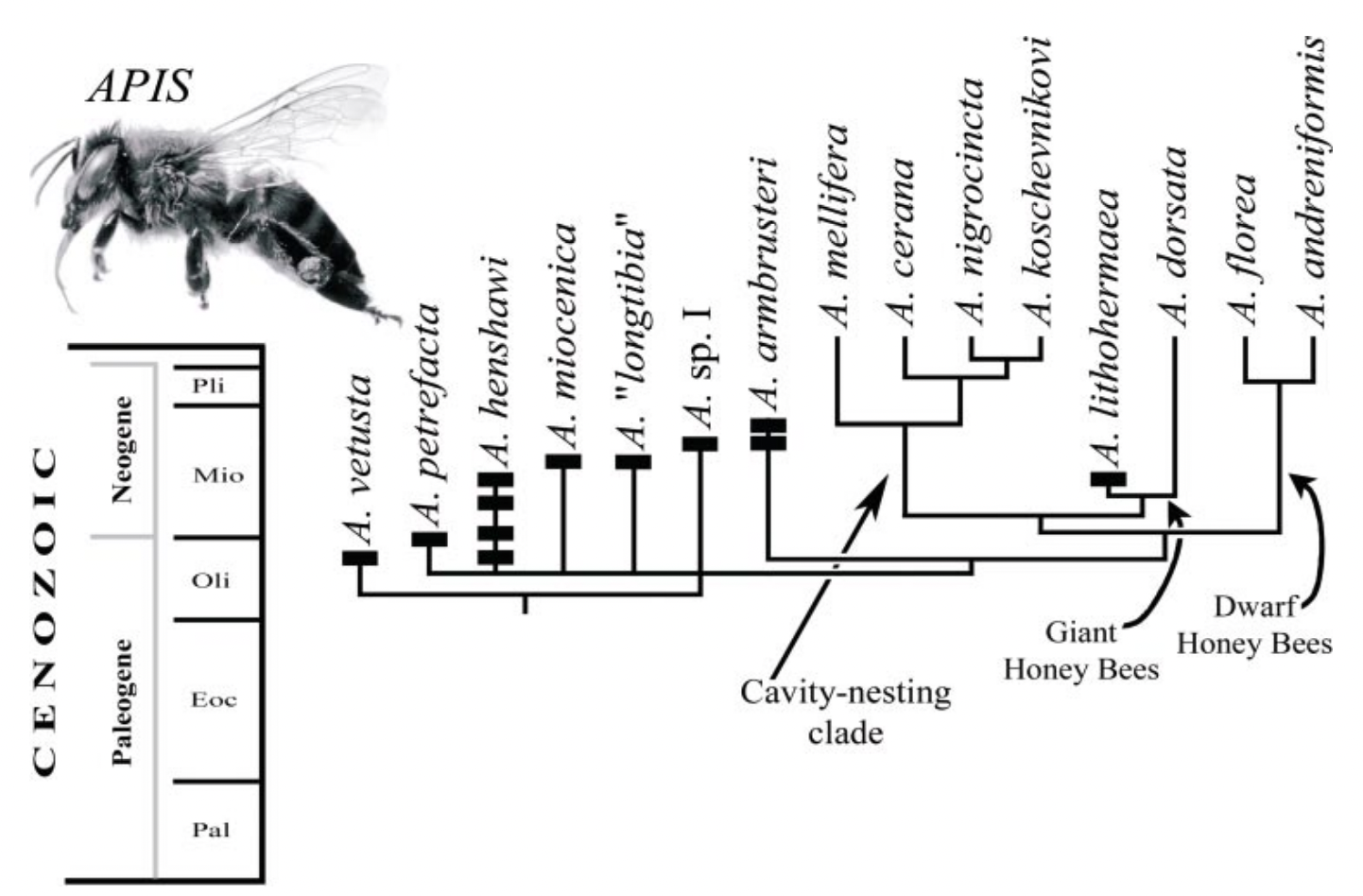 Phylogeny-of-the-genus-Apis-Engle
