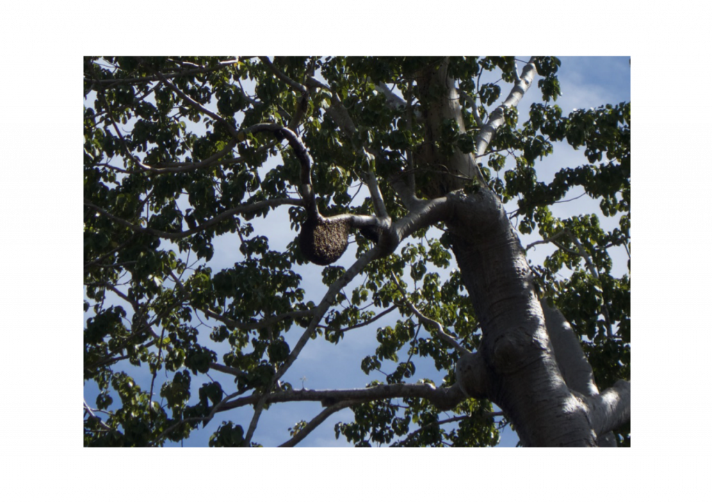 SilkCottontree ACT Beekeepers Association