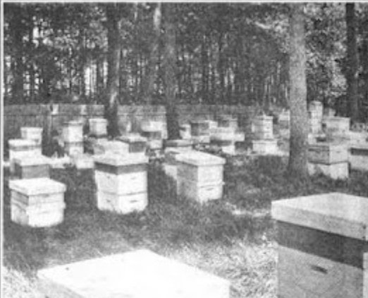 Figure-6-Millers-bee-yard-1918