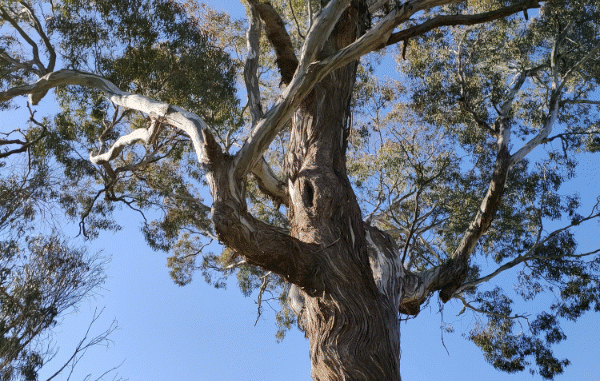 Wild bee hive located in Gum Tree