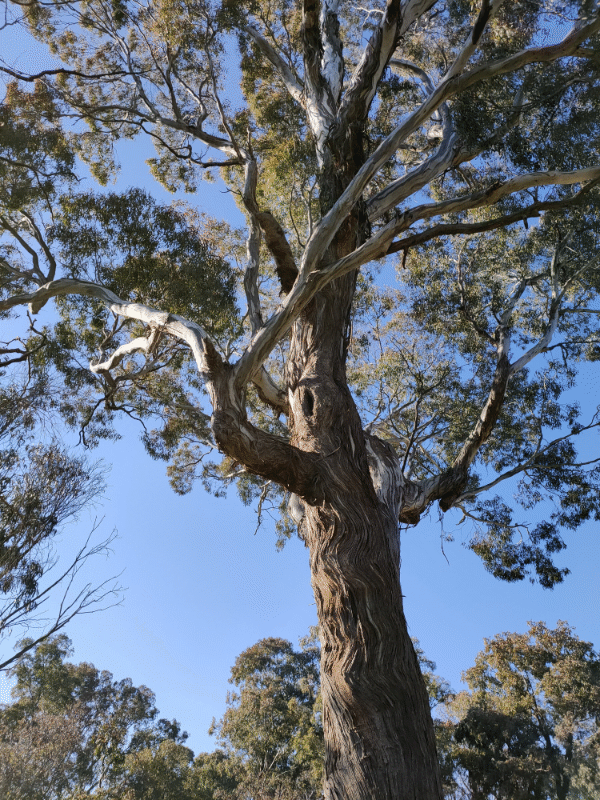 Wild bee hive located in Gum Tree