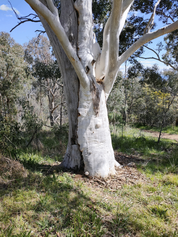 Wild bee hive located in Gum Tree