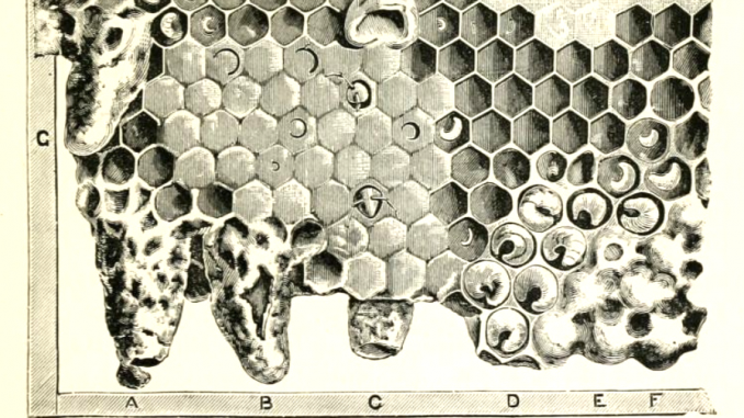 Frank Cheshire's 1886 drawing of honey bee comb, Volume 1, p.17.