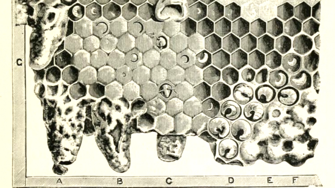 The Advantages of Small Cell Bees Keeping Backyard Bees