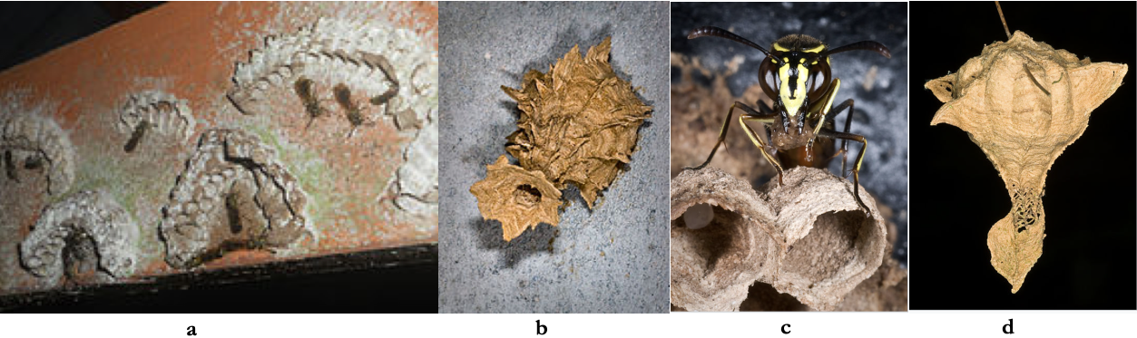Figure-10-Stenogastrine-wasp-nests