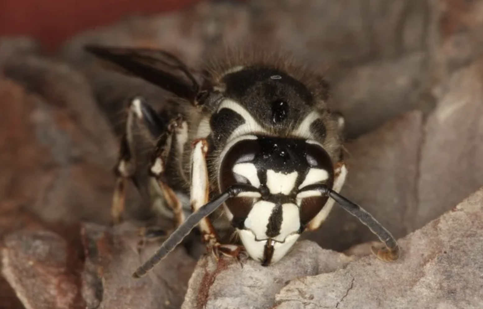 Figure-5-Bald-faced-hornet