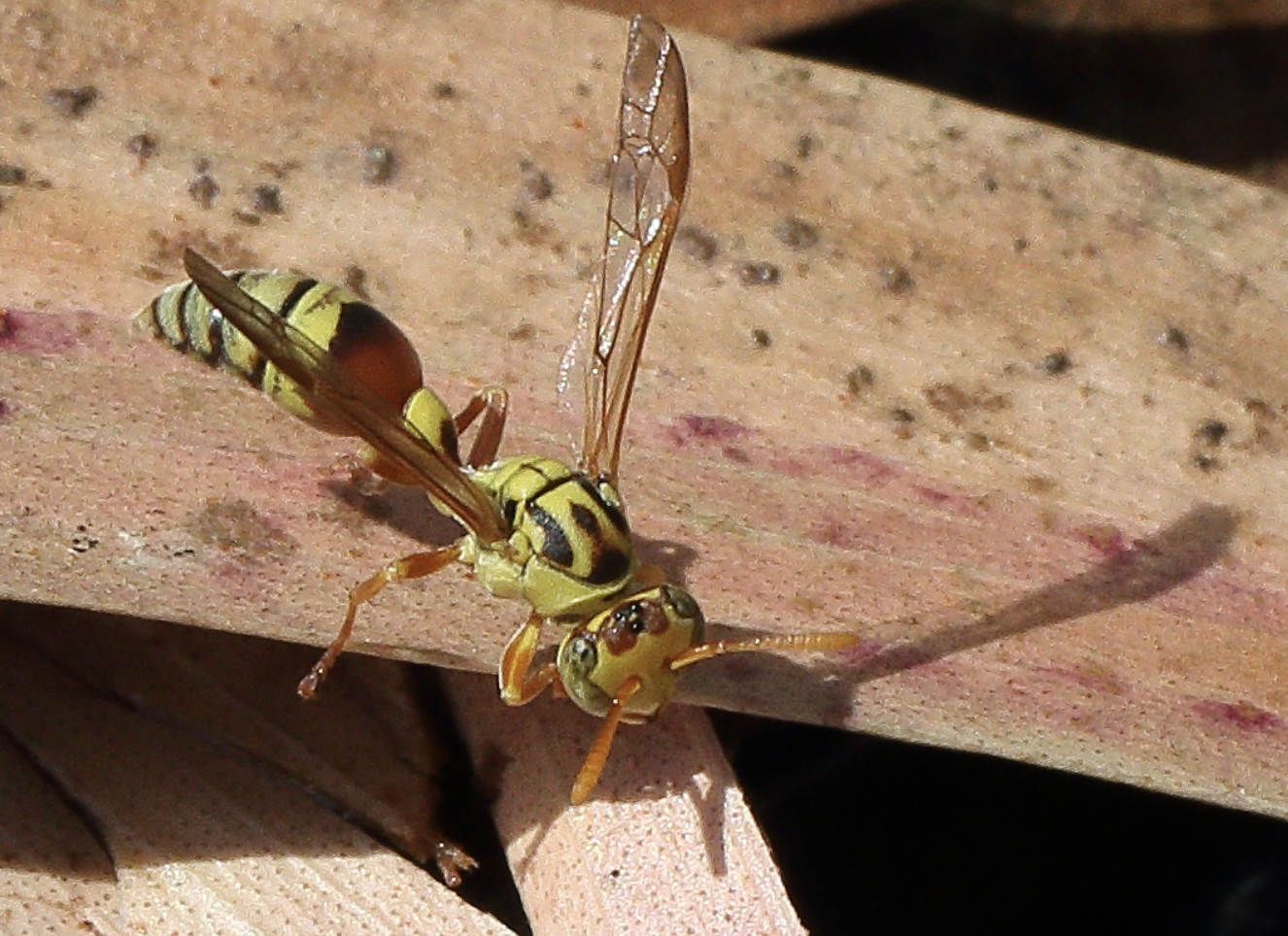 Figure-8-Yellow-brown-paper-wasp