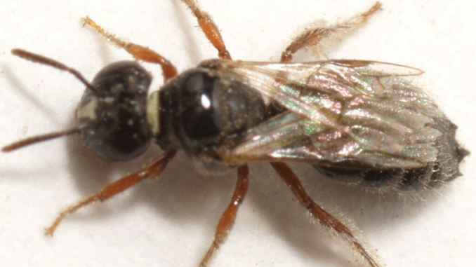 Exoneurella tridentata an Australian eusocial allodapine