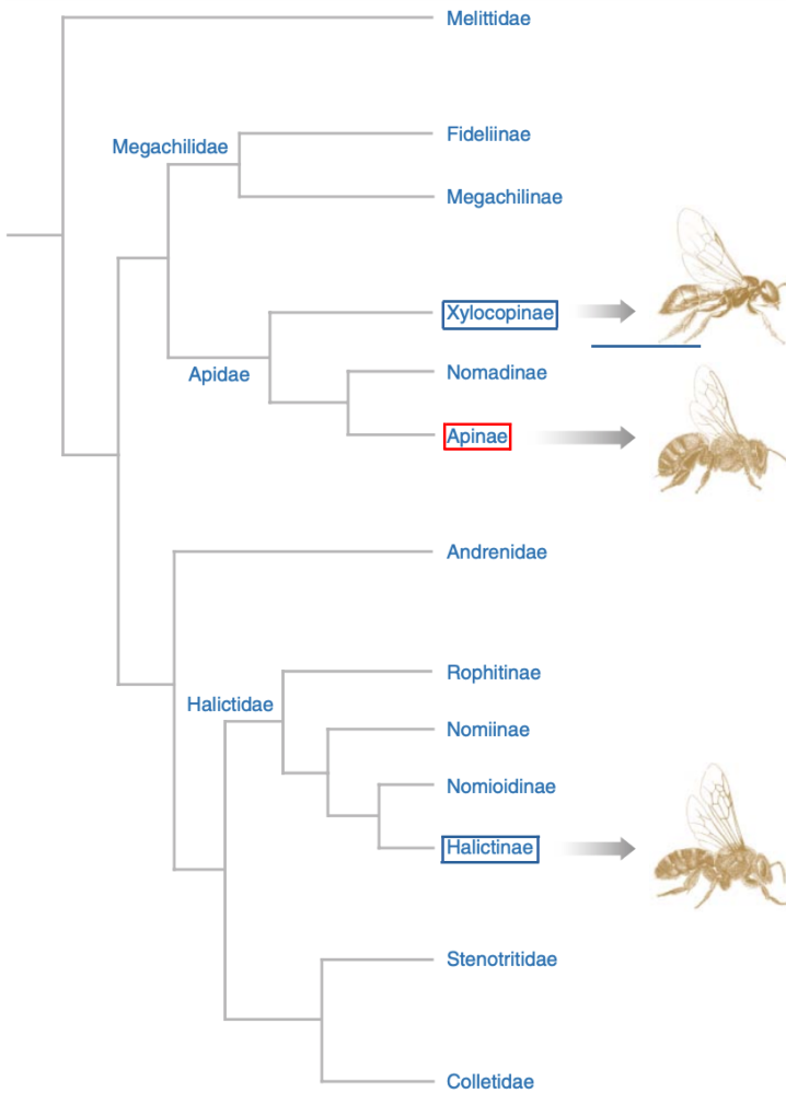 Figure-2-Phylogenetic-associations-of-bee-families-and-subfamilies-1