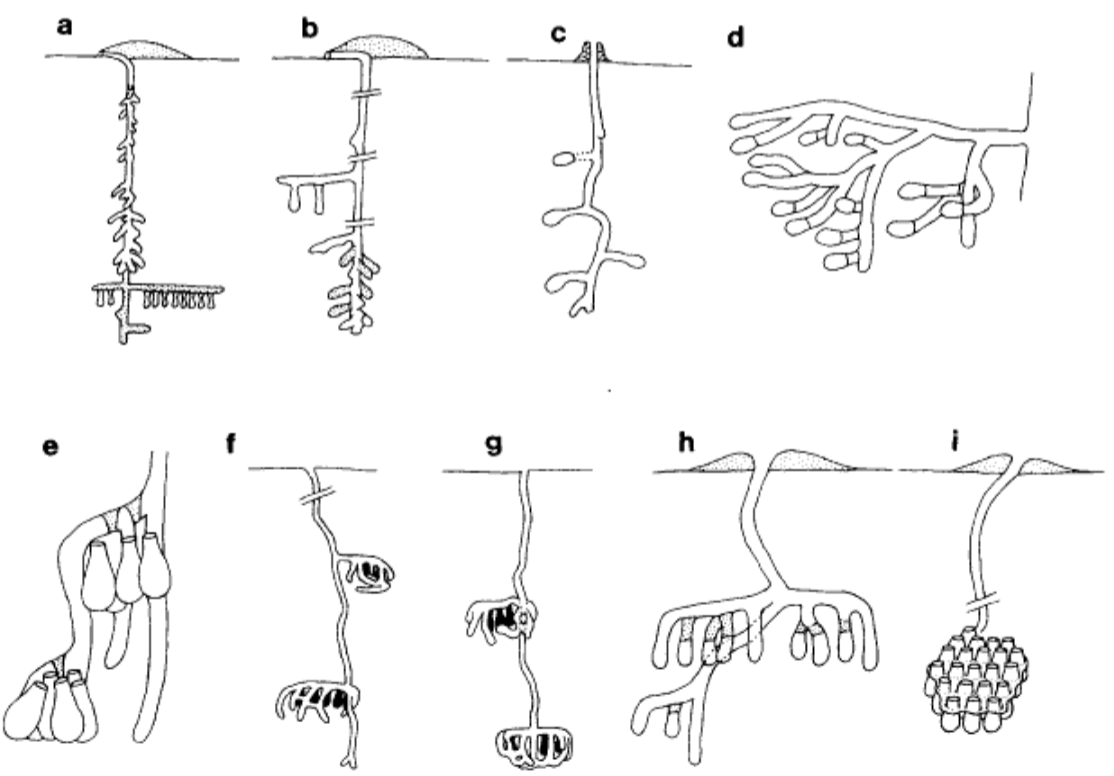 Figure-6-Nesting-behaviour-of-facultatively-eusocial-Augochlorella-aurata-1