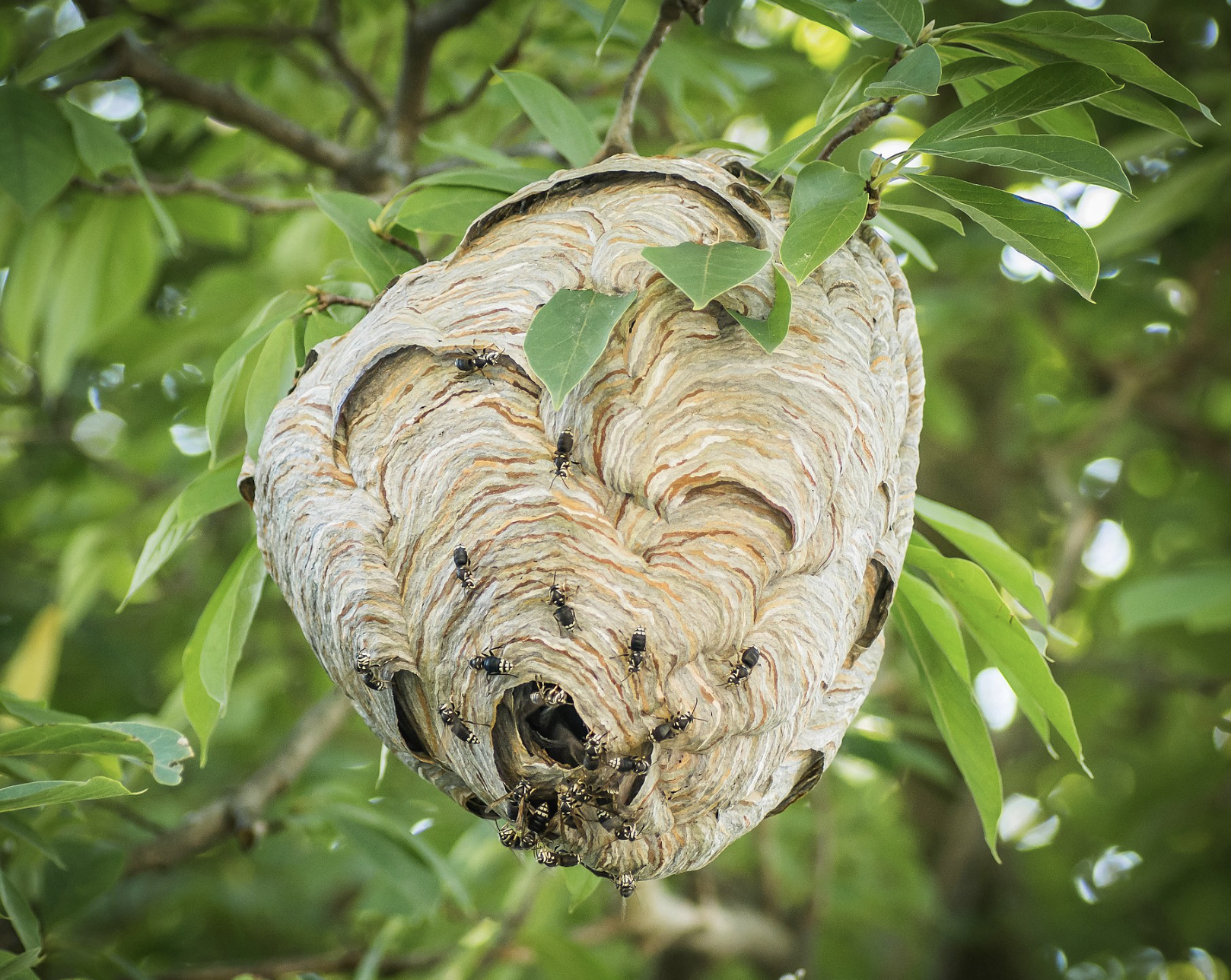 Figure-7-Bald-faced-hornet-nest