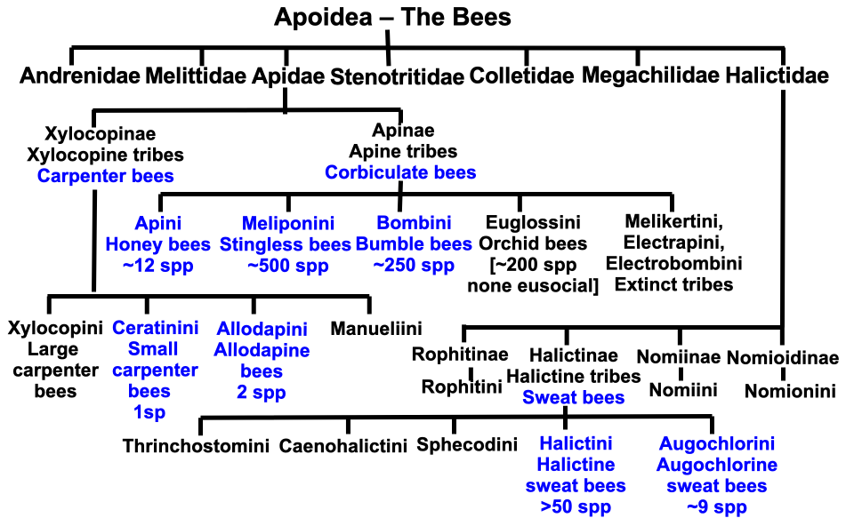 Figure-1-Eusocial-bee-families