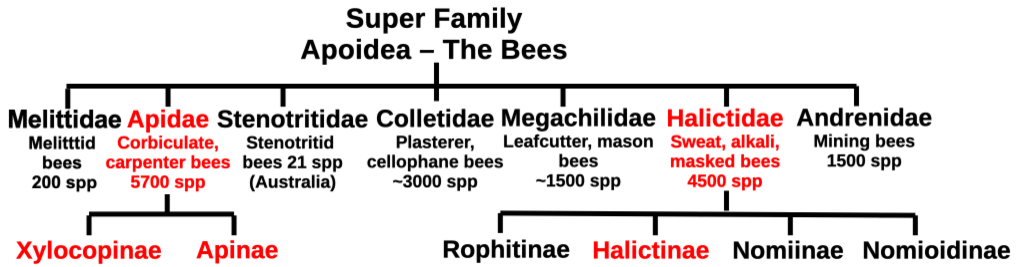Figure-4.1-Bee-families