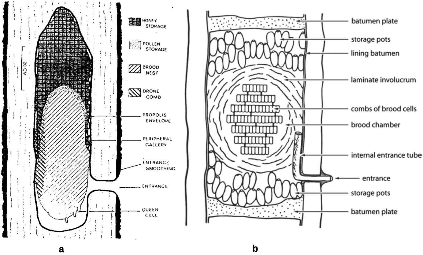 Figure-4.8-Seeley-Morse-and-Michener-honey-and-stingless-bee-nests