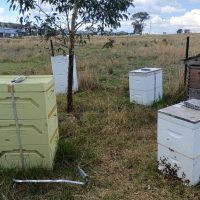 Bee Hives