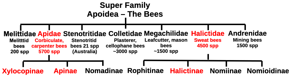 Figure-4.1-Bee-families-and-eusocial-sub-families