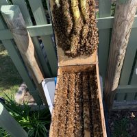 For Sale 5 frame full depth nucleus hive. Bees ready for bigger home.