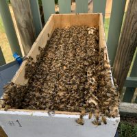 For Sale Nucleus colony