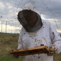 Bee services, Mentoring, Transportation